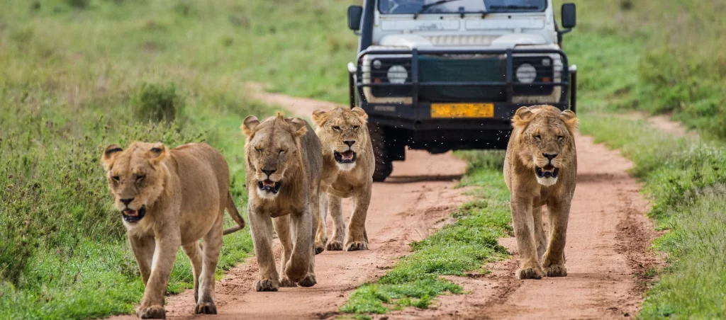 lion safari jaipur ticket price